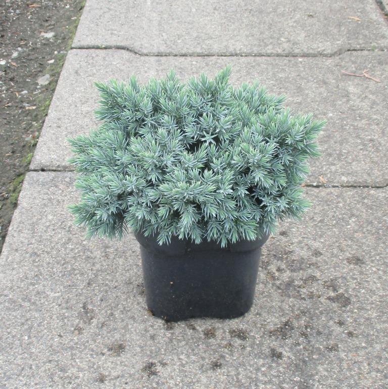 Можжевельник чешуйчатый Блу Стар